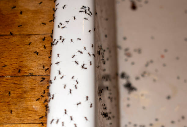 Wildlife Control Services in Heathcote, NJ