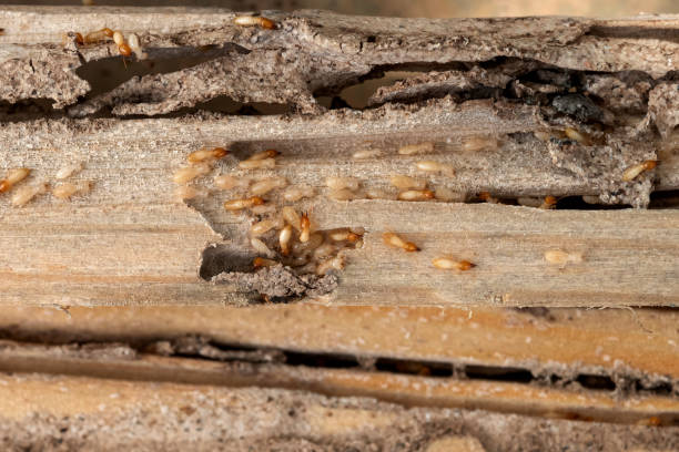 Best Affordable Pest Control Services  in Heathcote, NJ